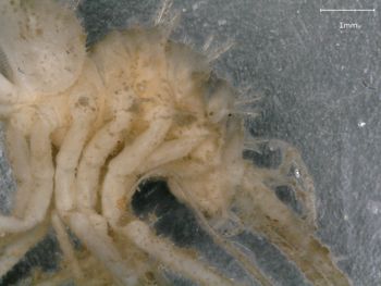 Media type: image; Invertebrate Zoology 151007